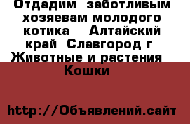 Отдадим  заботливым хозяевам молодого котика  - Алтайский край, Славгород г. Животные и растения » Кошки   